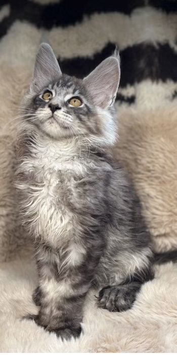 Maine Coon kocurek polidactyl