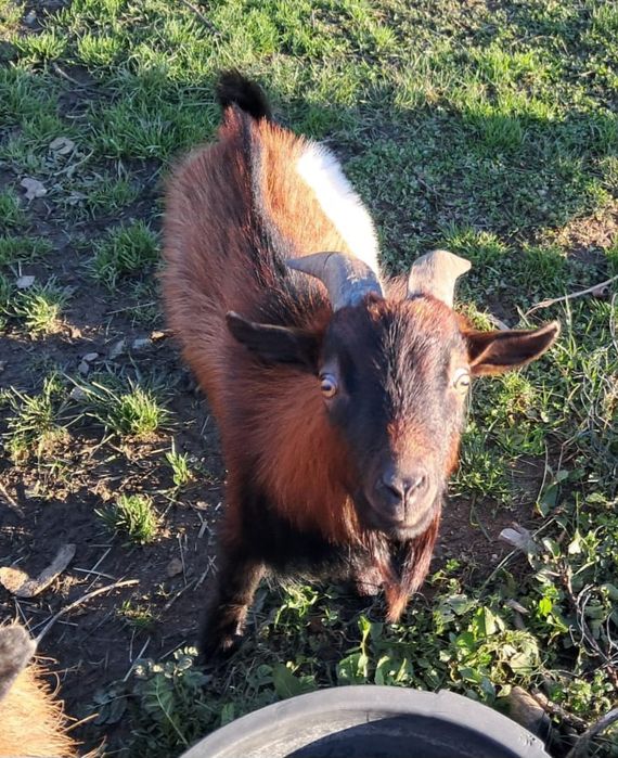 Casal de cabras anãs e filhote