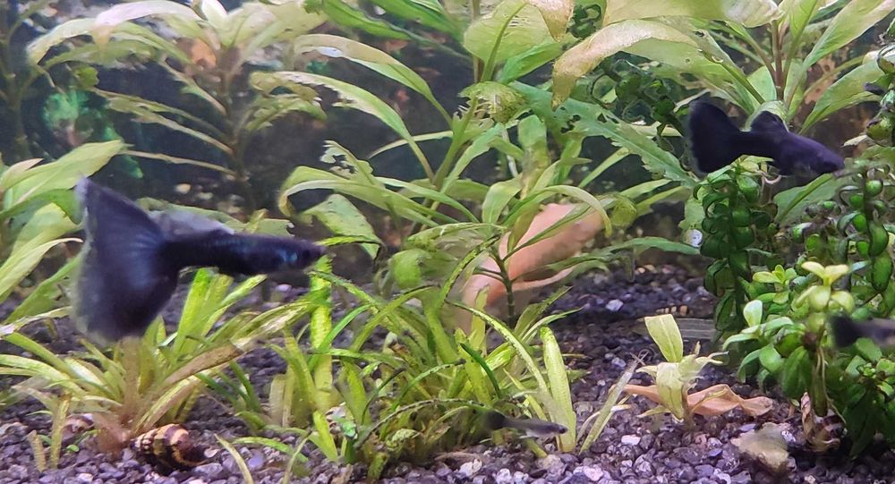 Gupik MOSKIEWSKI XXL czarny mega kozaki