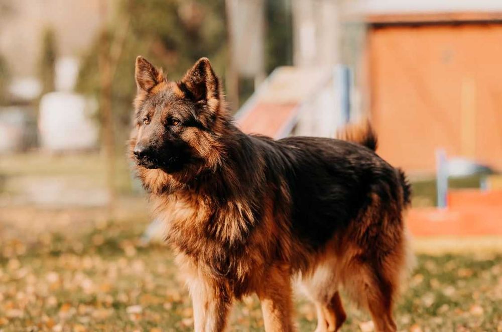 Przepiękny 2-letni Mezo w typie owczarka niemieckiego szuka domu!!!