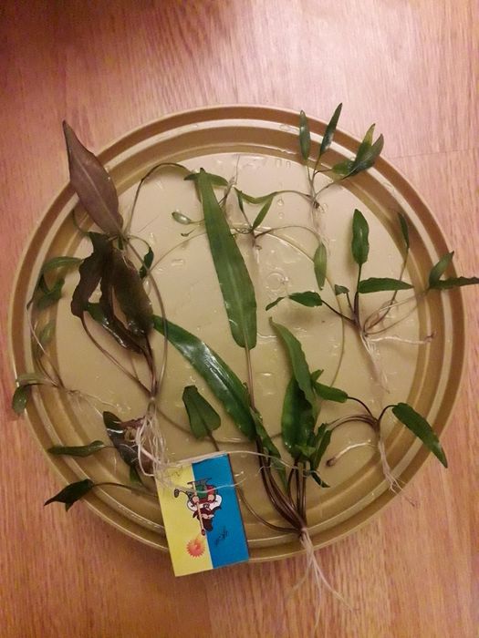 Людвигия + Анубиас