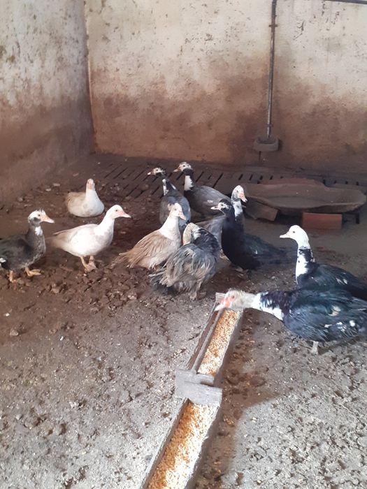 Patos mudos para criação
