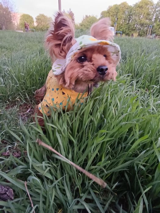 Міні йорк, маленький принц