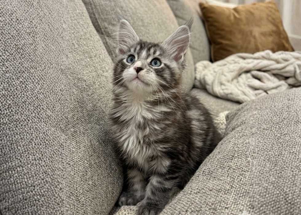 Виставкові Мейн-Куни! Купити кошення мейн-кун