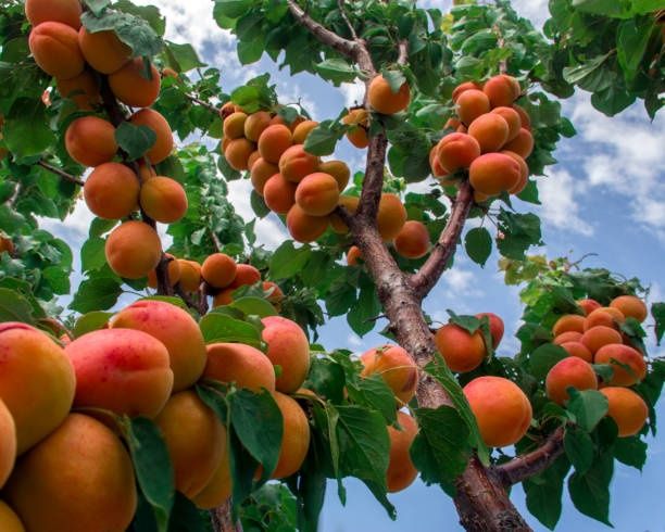 Абрикосы домашние