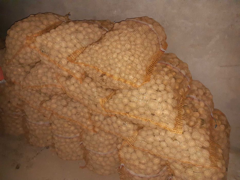 Ziemniaki paszowe odpadowe