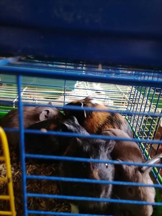 Морские свинки большой выбор