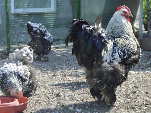 Яйце для інкубації, курчата, Брама блакитне золото, срібло.