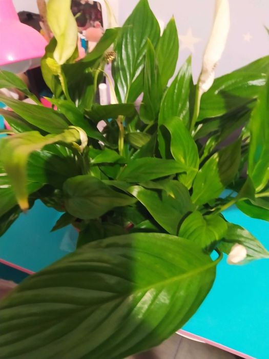 Спатіфілум вазон