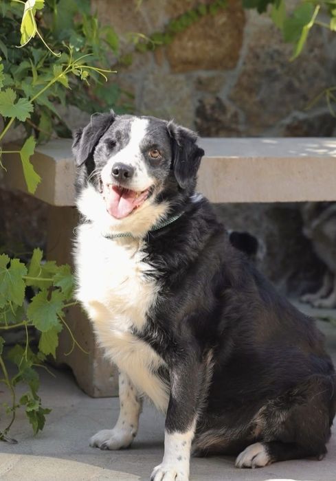 Do adopcji samiec