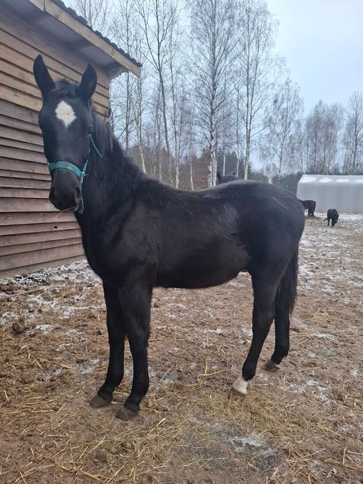 Roczny ogierek ślaski z pełnym pochodzeniem