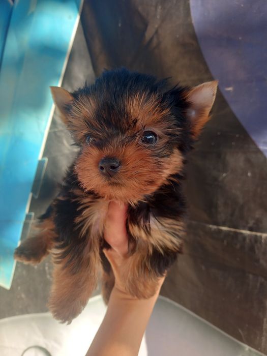 Милая  Девочка Йоркширский терьер