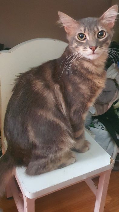 Gatinho para adoção responsável
