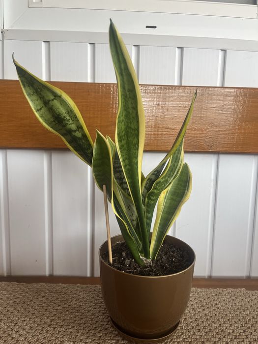 Кімнатна рослина сенсевієрія (щучий хвіст, тьощин язик без горшка
