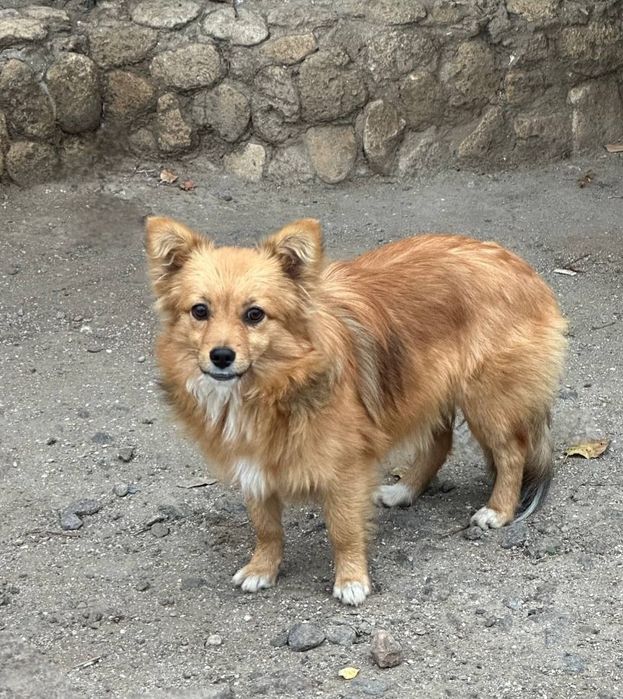 Отдам даром в добрые руки щенка метис корги