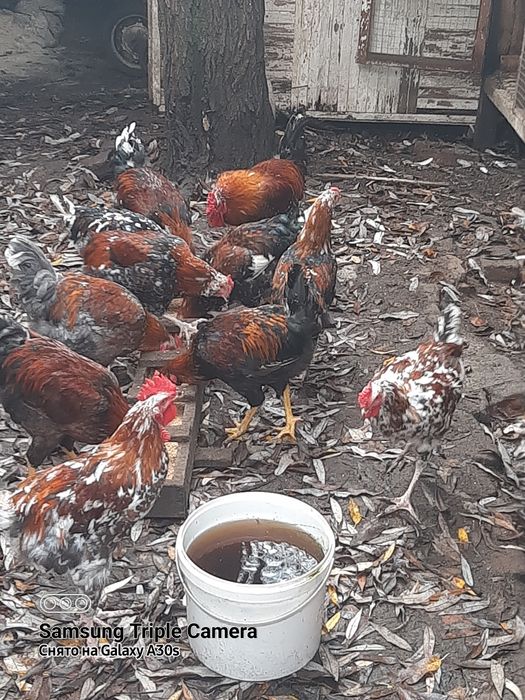 Молодые петушки породы ливенские ситцевые