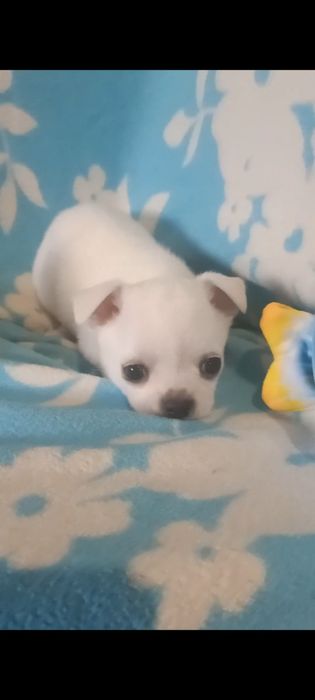 Продам чудового хлопчіка чихуахуа білого кольору