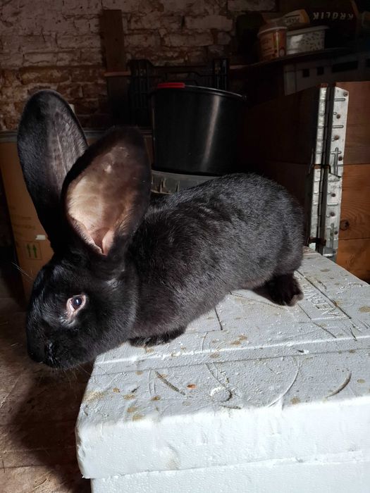 Króliki w typie belgijskim