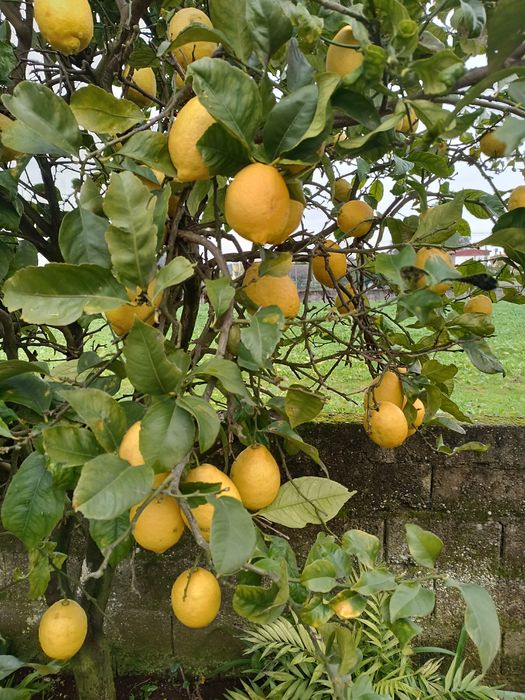 Vendo limões a 50 cêntimos