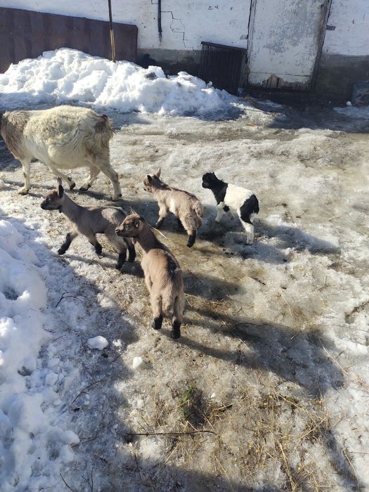 Козенята  альпійські та  ламанча