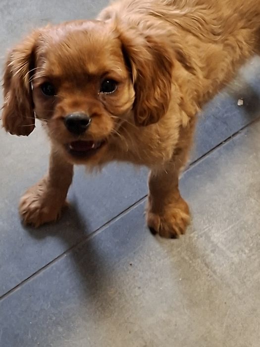 Cavalier King Charles spaniel piesek rubinowy
