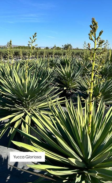 Yucca Gloriosa 100-110 cm. Yucca rostrata. Yucca filifera