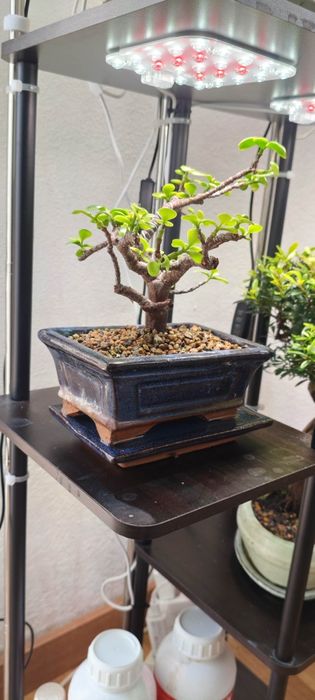 Coleção bonsai interior