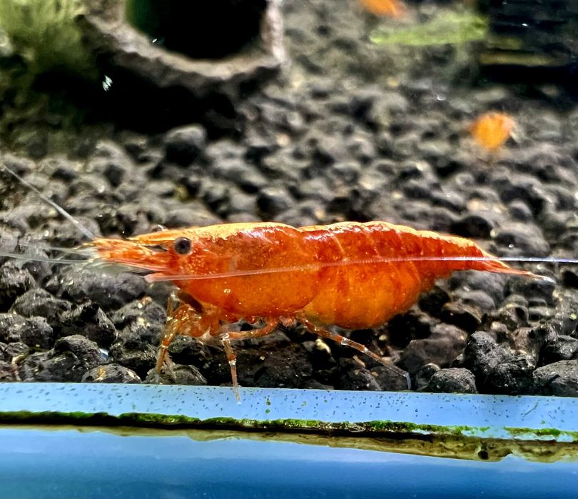 happyaquarium.pt - Neocaridina Orange
