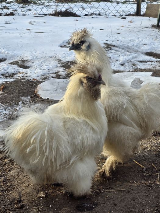 Kogut Silka z 2025 roku