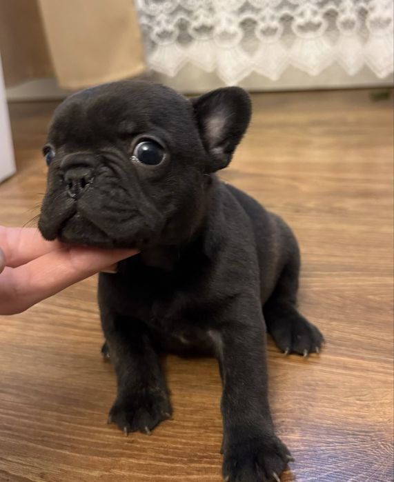 Piesek buldog francuski marengo