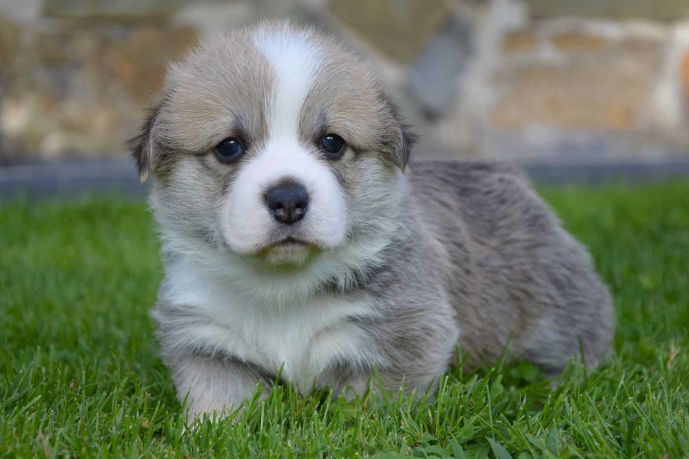 Welsh Corgi Pembroke - piesek - ZKwP/FCI