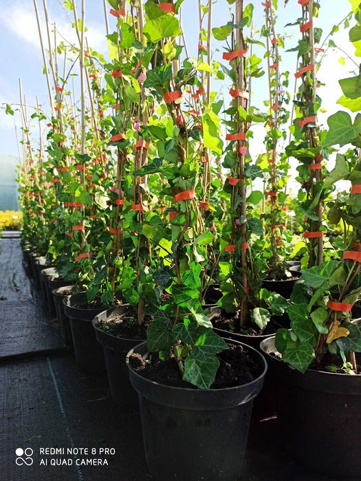 Bluszcz Pospolity (Hedera helix) Duża sadzonka