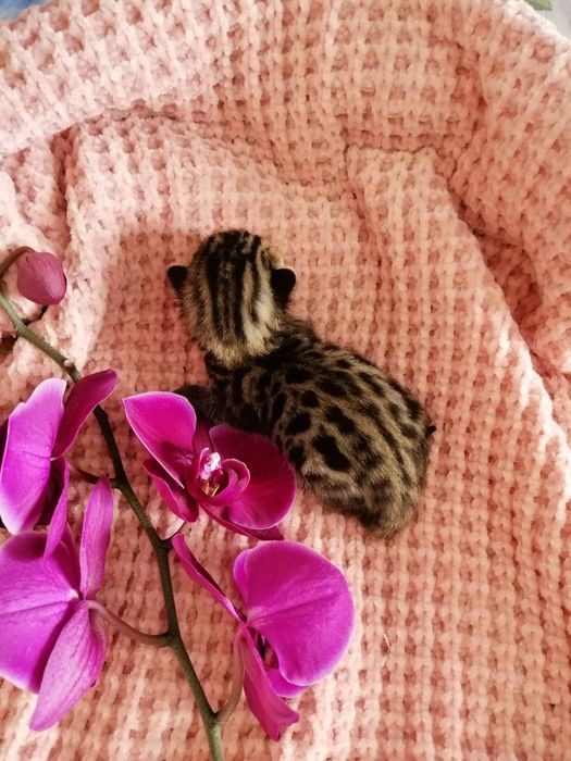 Бенгальські кошенята, бенгальський котята