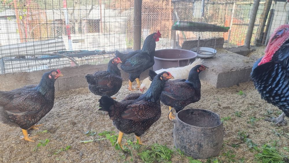 Vende se aves da raça cornish standard pardo faisão