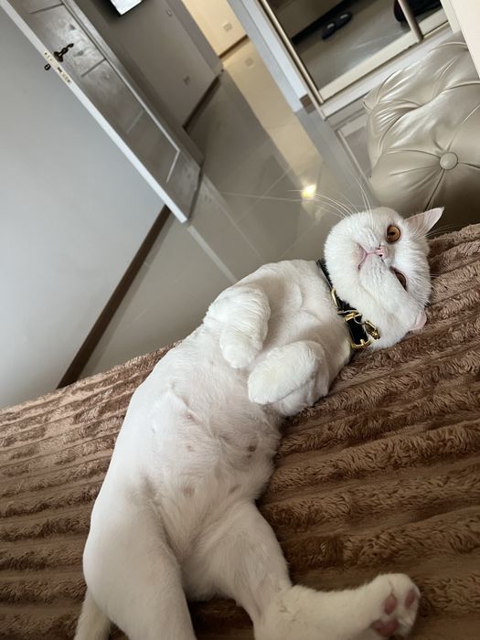 Кот британец Приглашает в гости кошечку