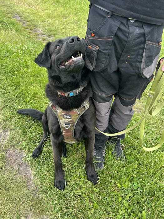 Duży, młody, czarny, mądry pies szuka domu już 2 lata