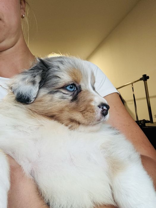 Owczarek Australijski Aussie suczka Blue Merle