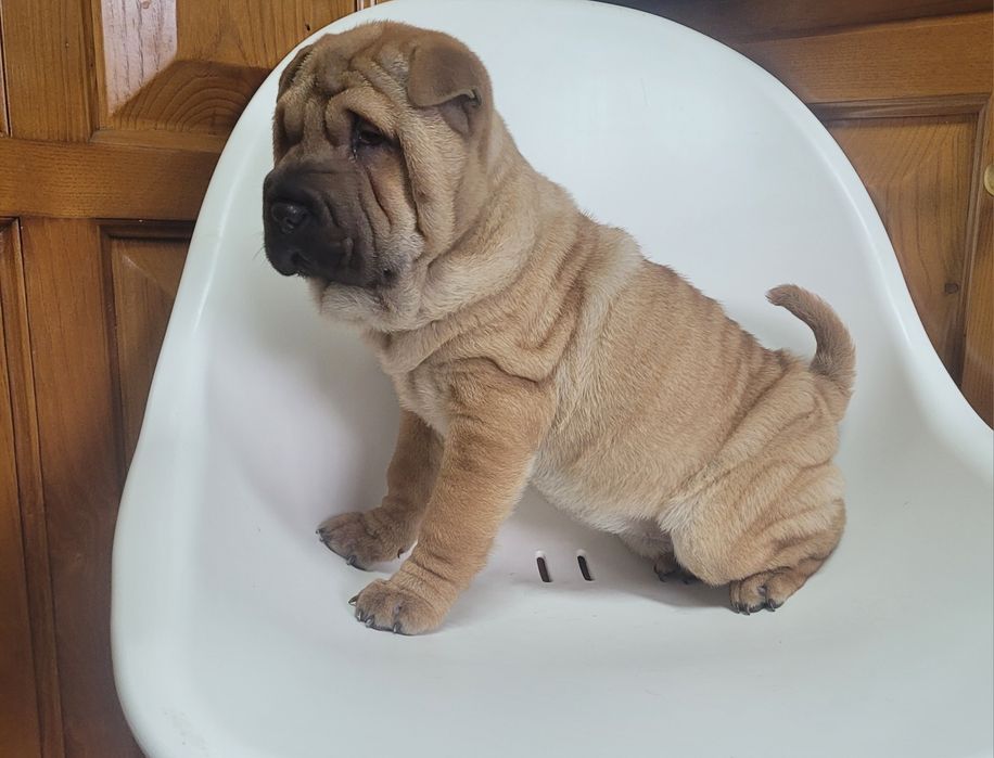 Sharpei femea 2 meses