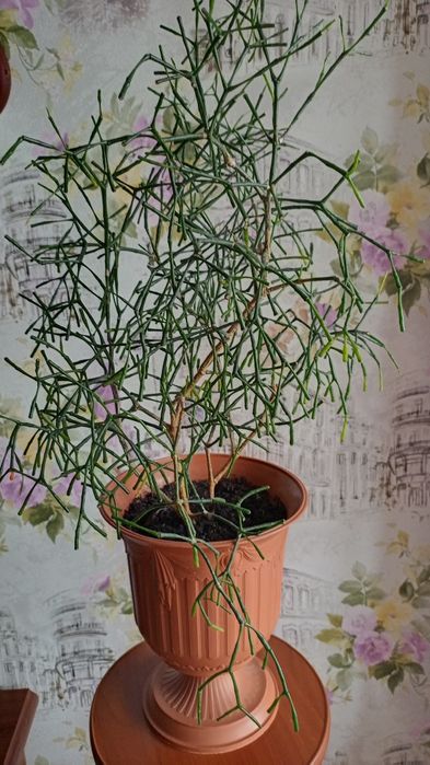 Хатиора суккулент