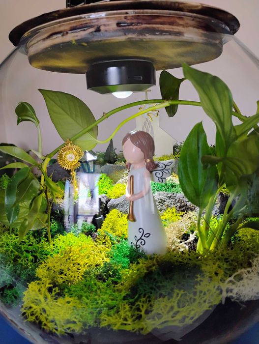 Las w szkle na prezent