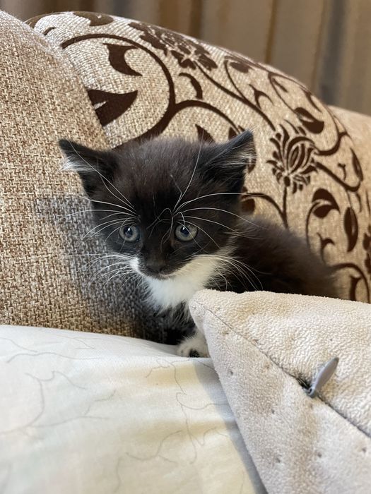 Кошенята безкоштовно