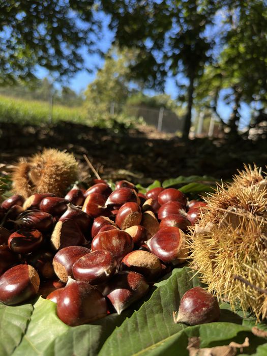 Castanhas Martainha e Judia