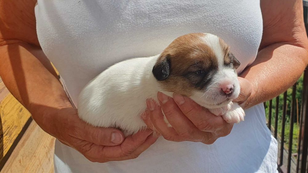 Jack Russell Terrier gładkowłosy piesek