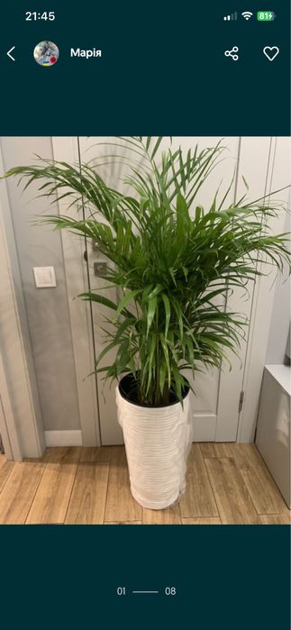 Фікуси різні сорти , в офіс ,  на подарок