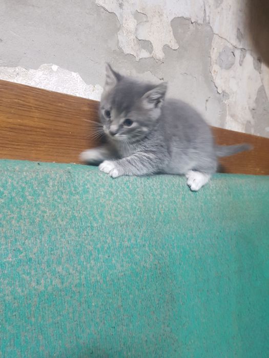 вітдам кошенят  в гарні руки