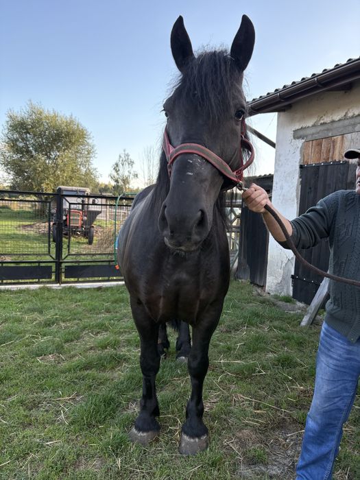 Klacz zimnokrwista PKZ