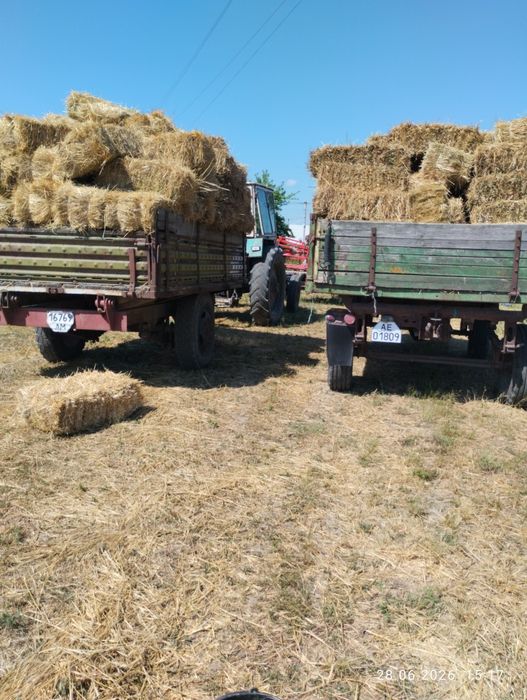 Сіно ячмінь пшениця