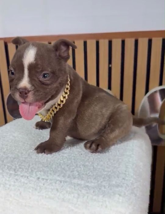 American bully nano macho