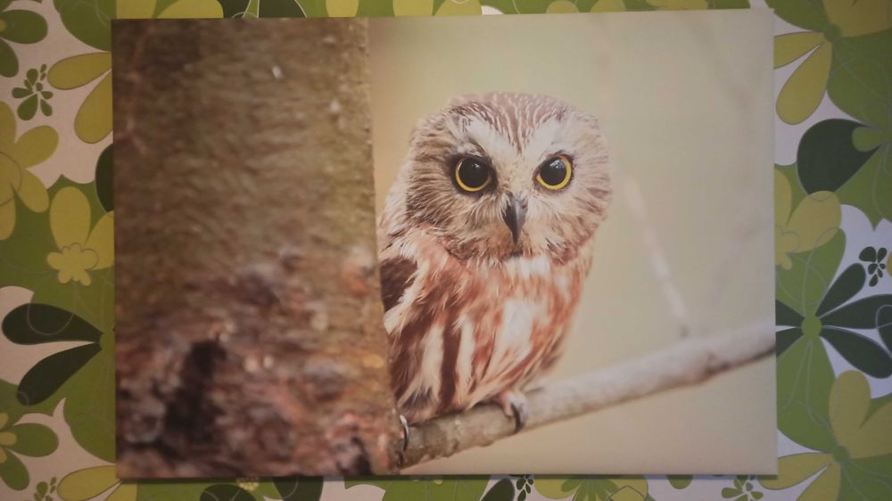 Foto Obraz na ścianę płótno druk cyfrowy 100 x 70 cm sowa natura