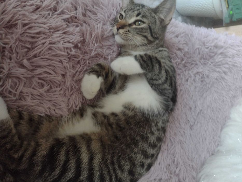 Kubuś - miłosny kociak